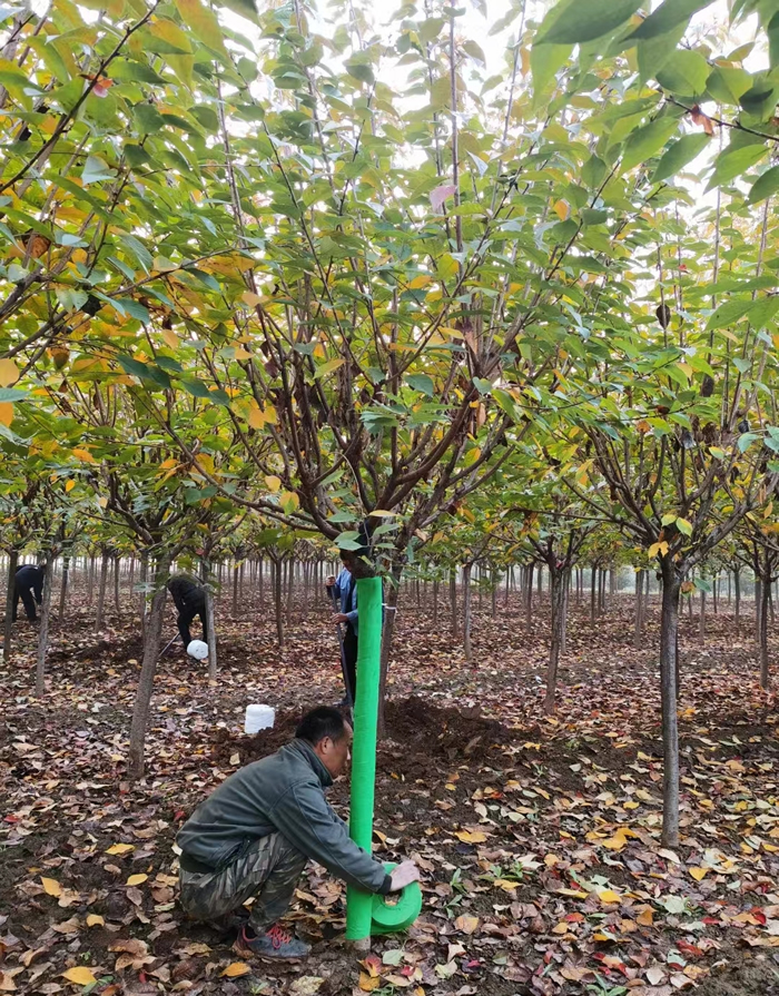 晚櫻樹價格多少錢一棵？