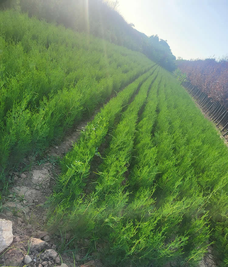 2米側(cè)柏苗價格多少錢一棵？