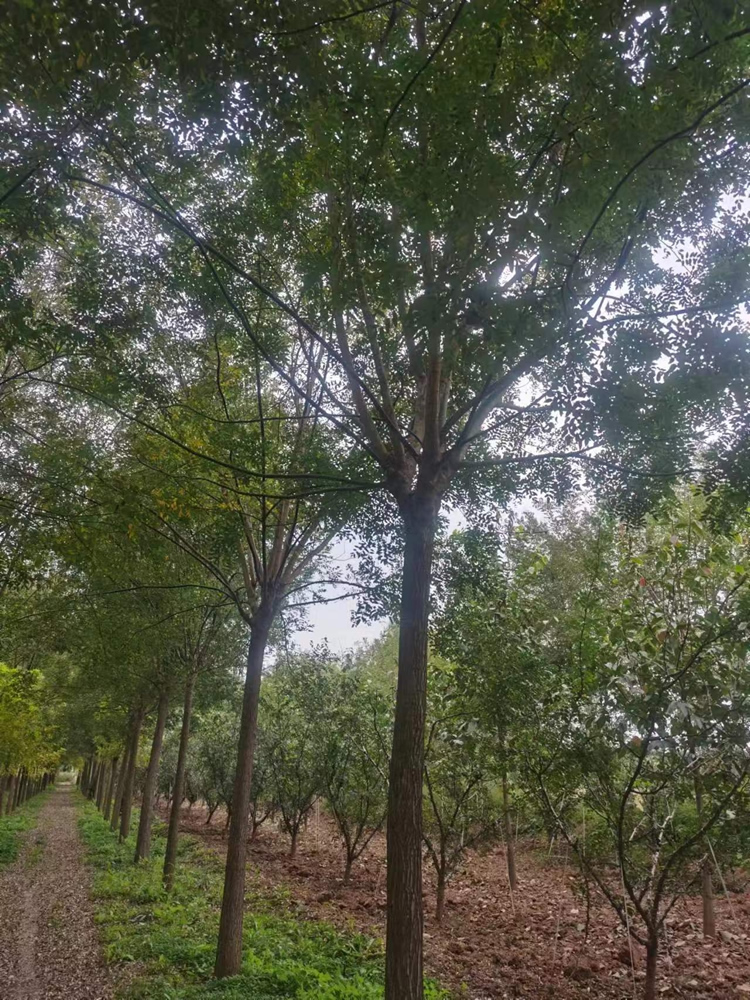 國槐樹苗10公分的大約價格多少錢一棵？