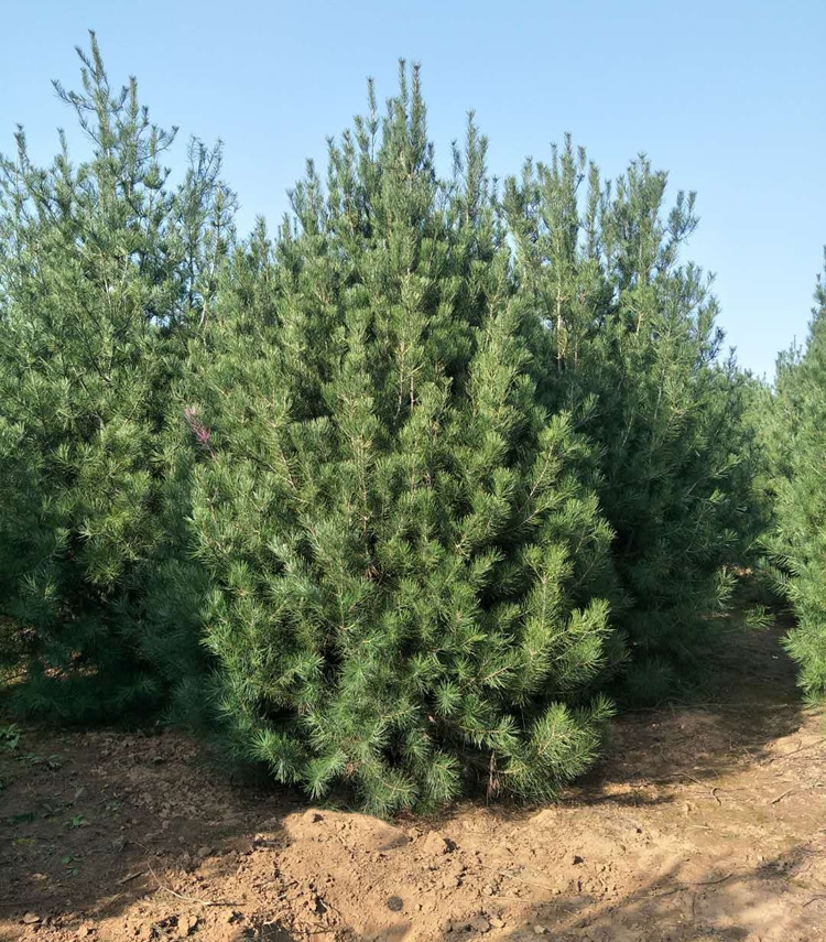 7米白皮松價格多少錢一棵？