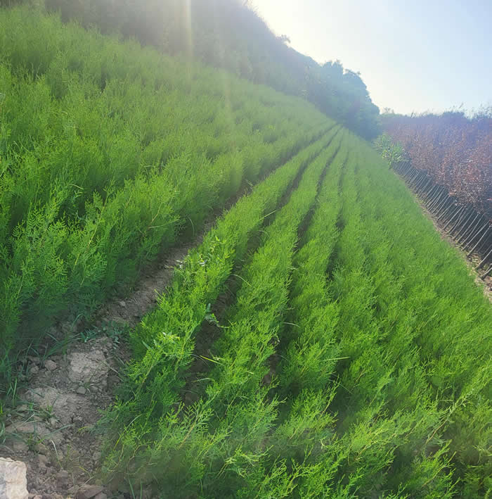 陜西側(cè)柏苗基地直銷在哪里？