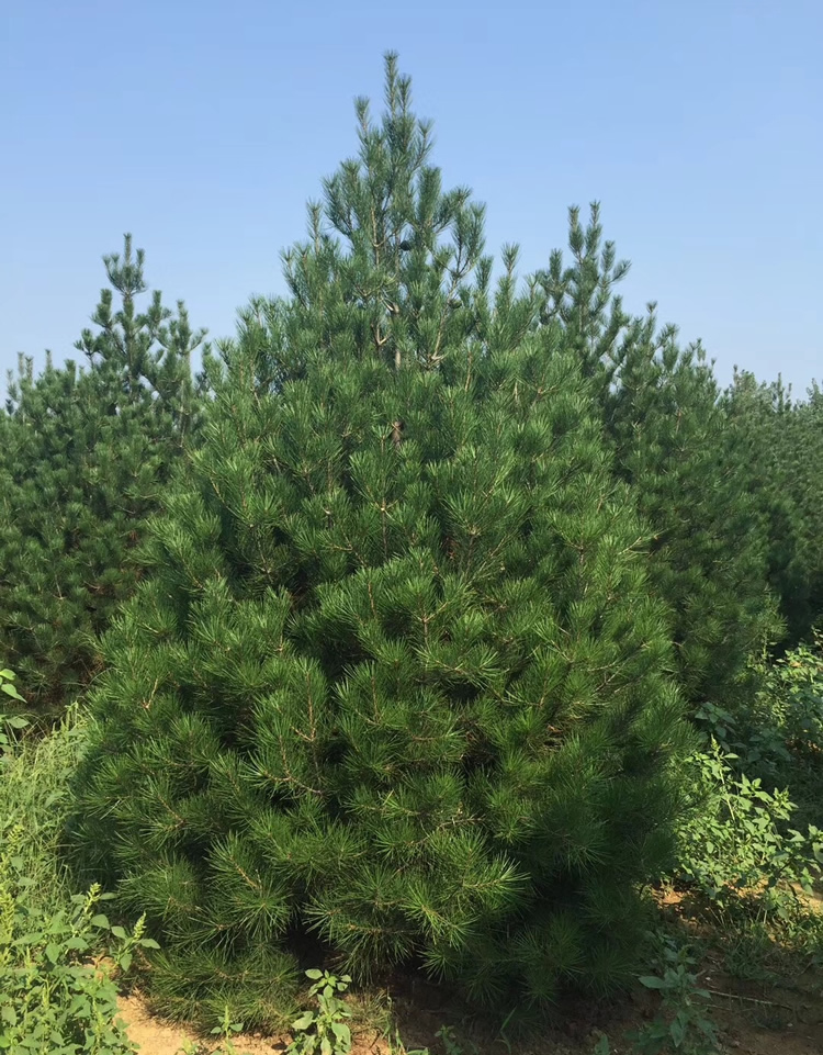 白皮松3米的價格多少錢一顆？