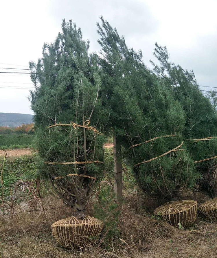 2米白皮松市場價格多少錢？