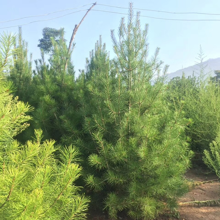 白皮松樹苗批發(fā)市場價格多少錢一棵？