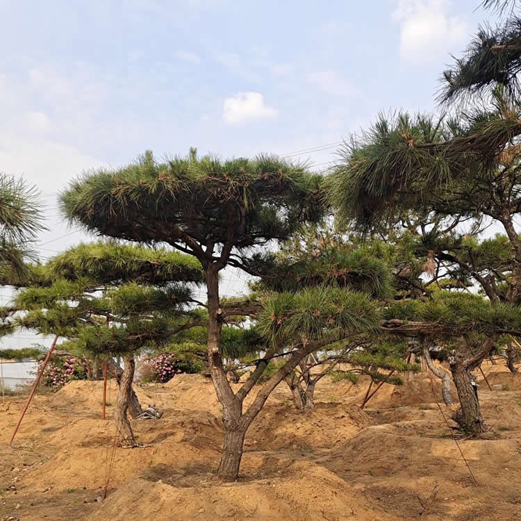 造型油松價格多少錢一顆？