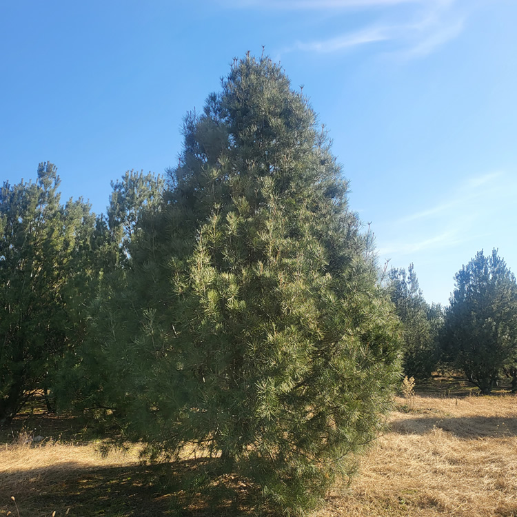 白皮松7.5米價(jià)格多少錢一棵