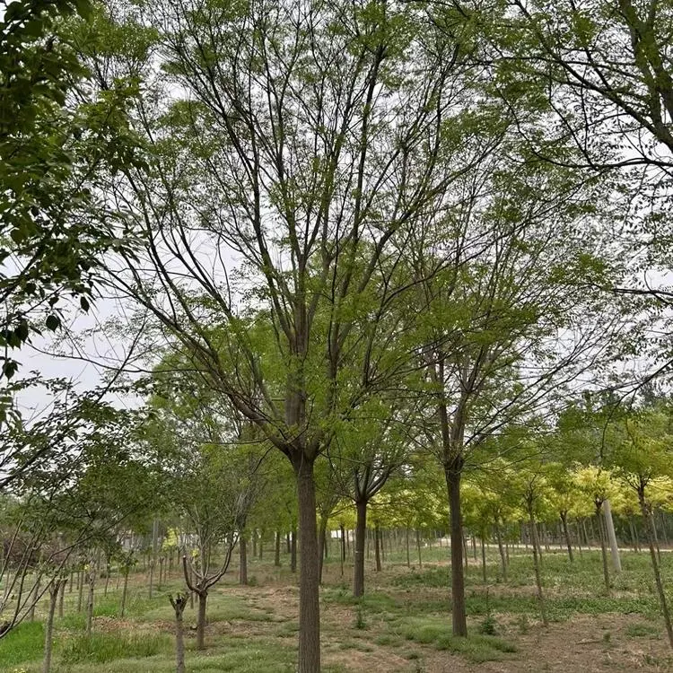 國(guó)槐15公分價(jià)格多少錢一棵