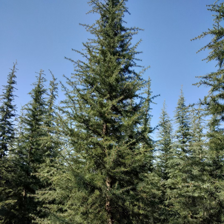 6米5雪松價格多少錢一棵