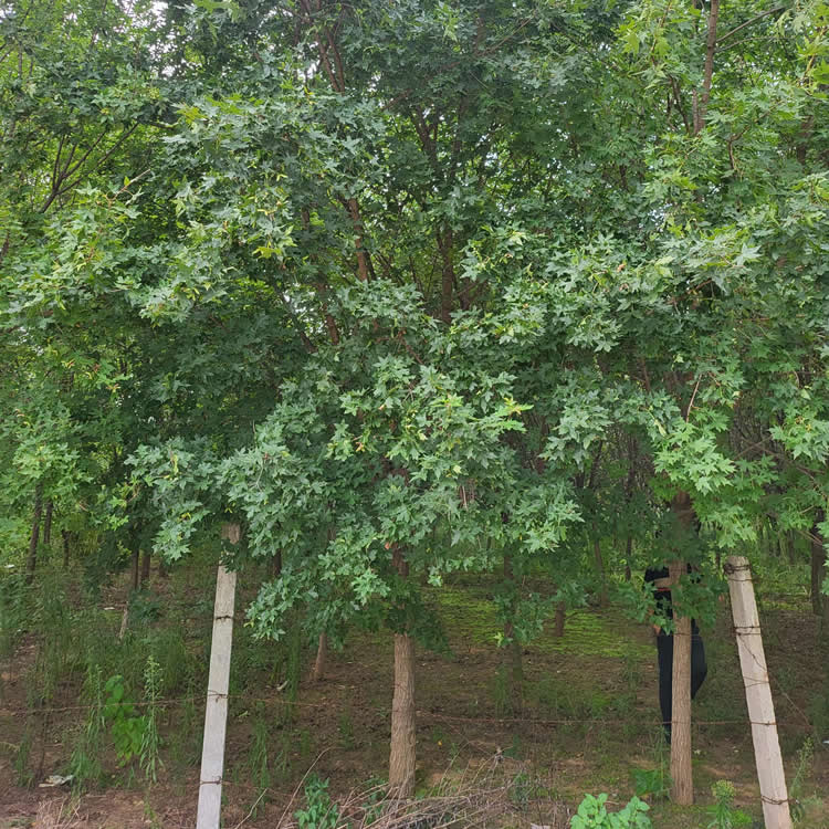 五角楓16公分的價格多少錢一棵