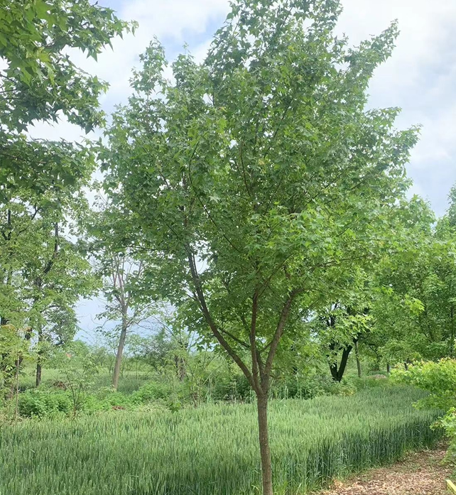 5公分五角楓多少錢一顆？