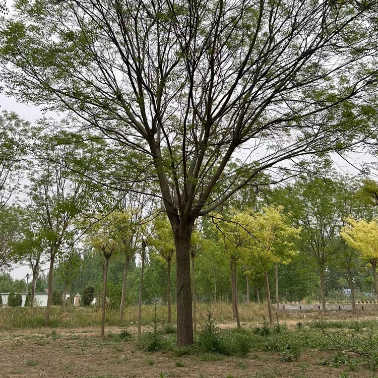 25公分國(guó)槐多少錢一棵