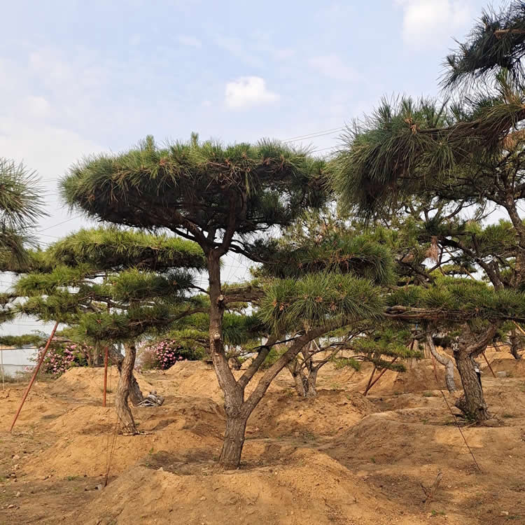 2米造型油松價(jià)格多少錢一棵
