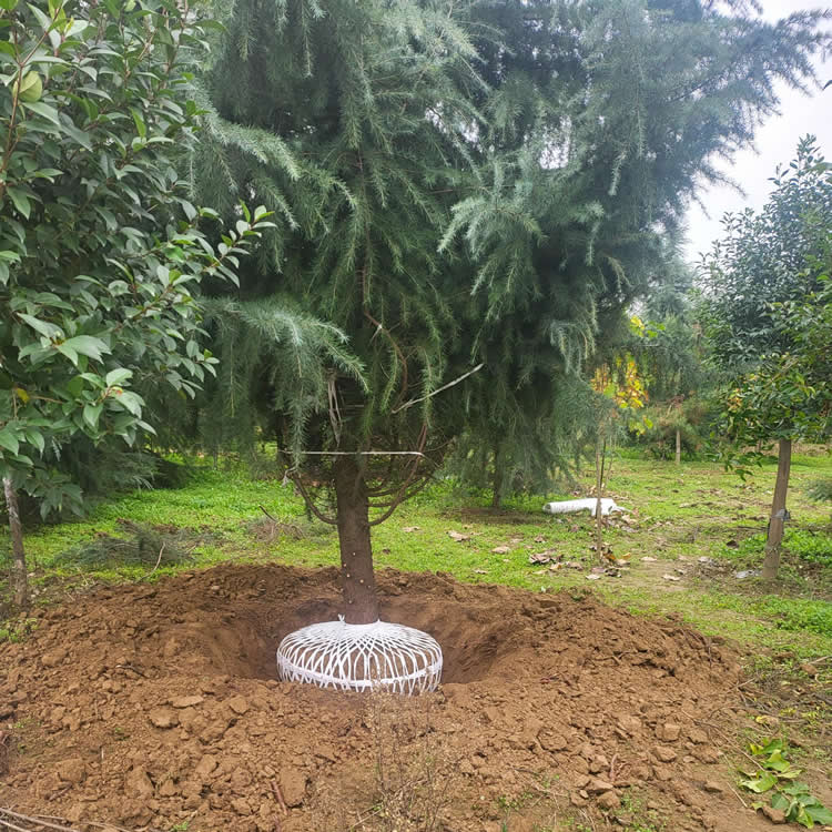 3.5米雪松價(jià)格多少錢一棵