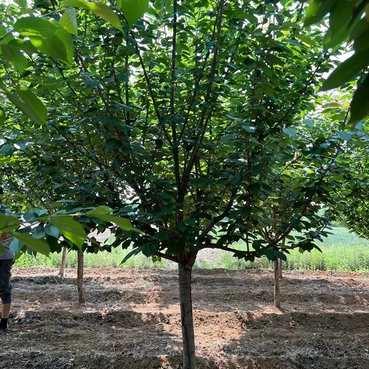 8公分櫻花樹價(jià)格多少錢