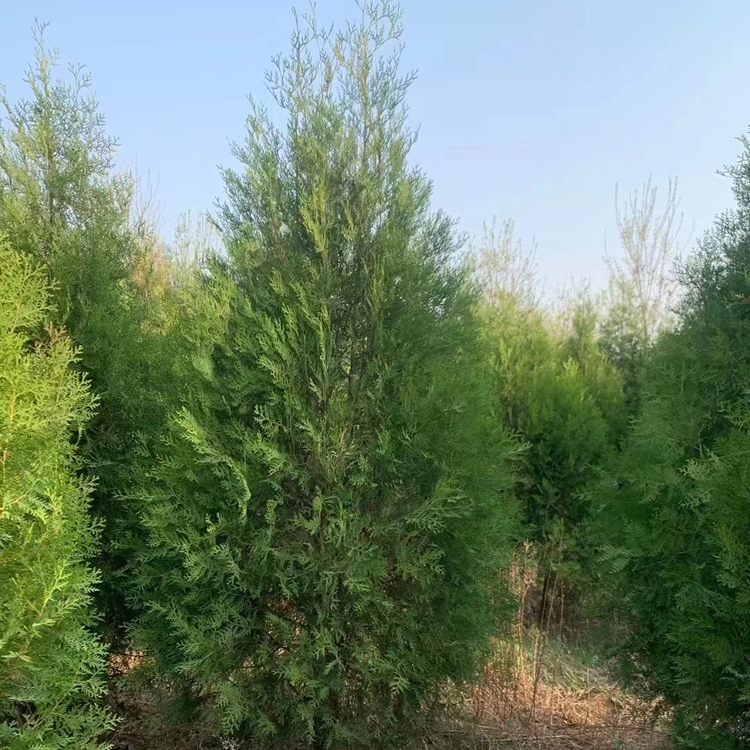 2米高側(cè)柏多少錢一棵