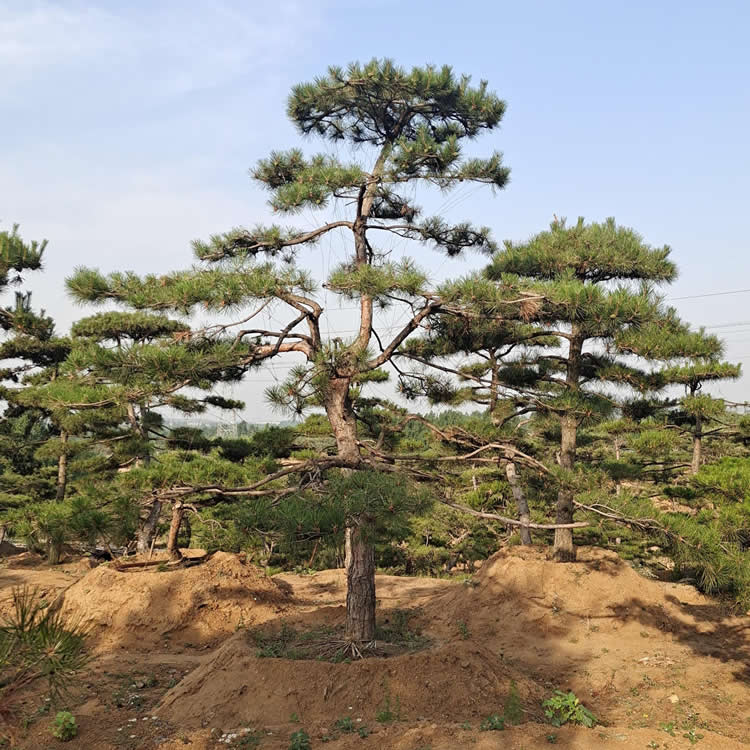 4米高造型油松價(jià)格多少錢(qián)一顆