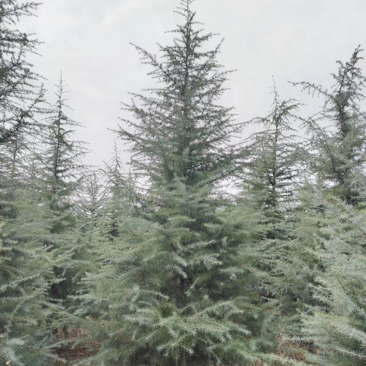 10米雪松多少錢(qián)一棵