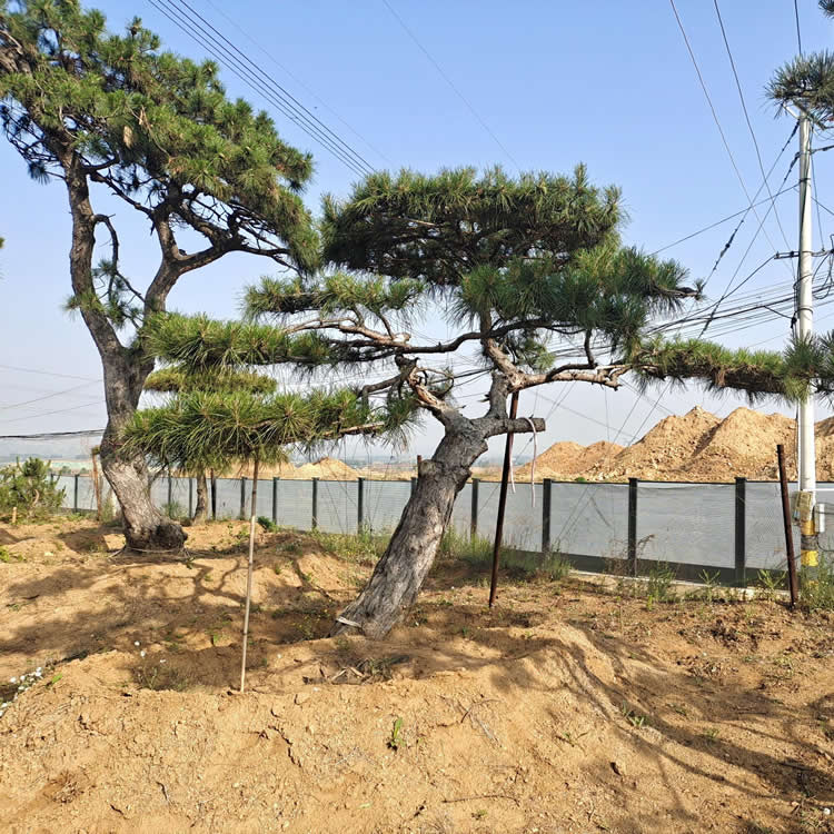 3.5米造型油松多少錢(qián)一棵